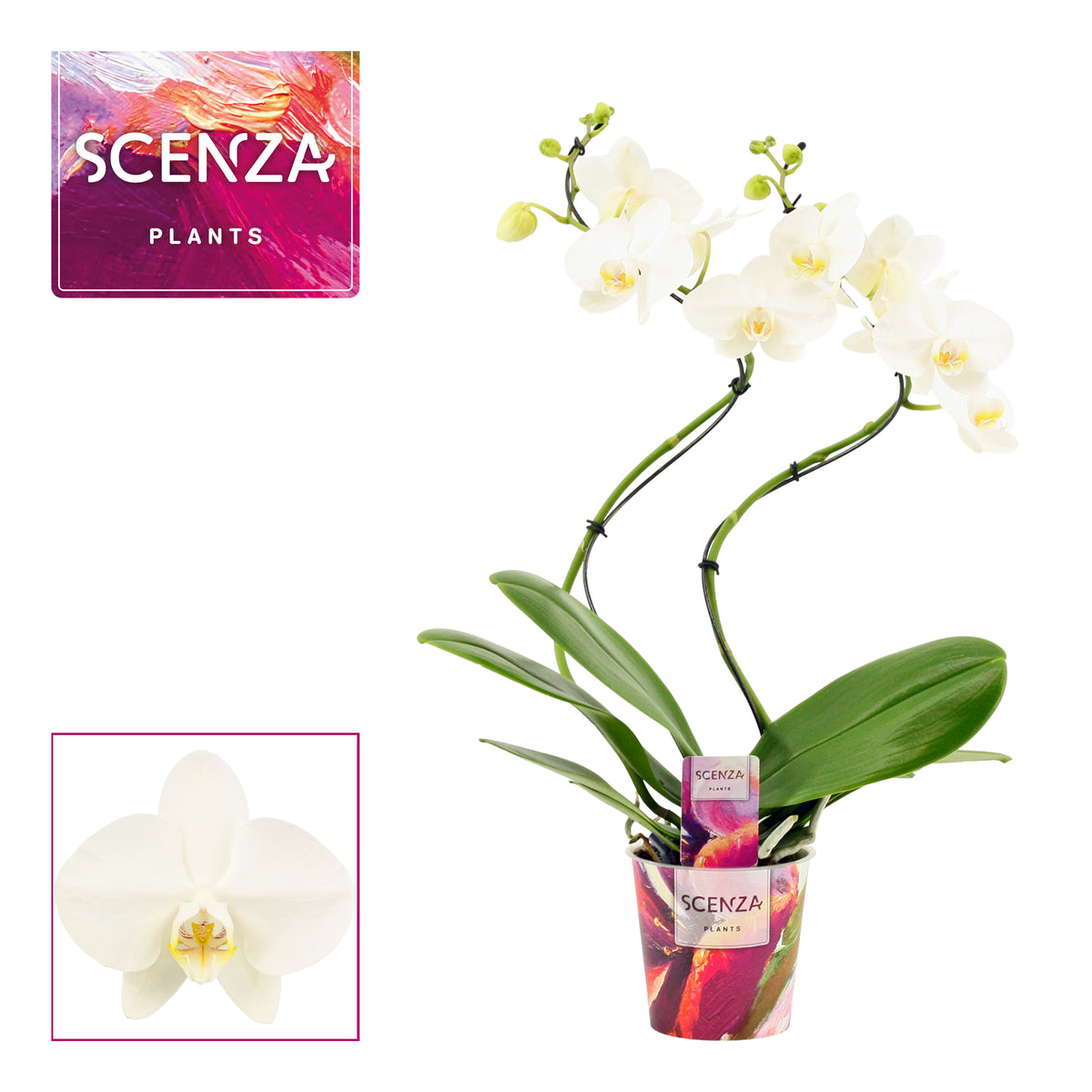Phalaenopsis white hurricane 50cm 12cm Pot