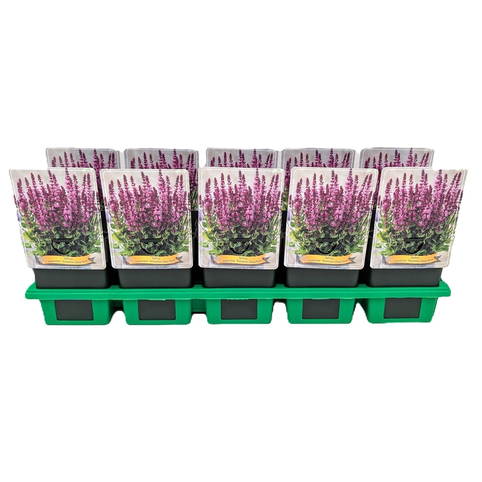 Salvia nem. Sensation Deep Rose 25cm 11cm Pot