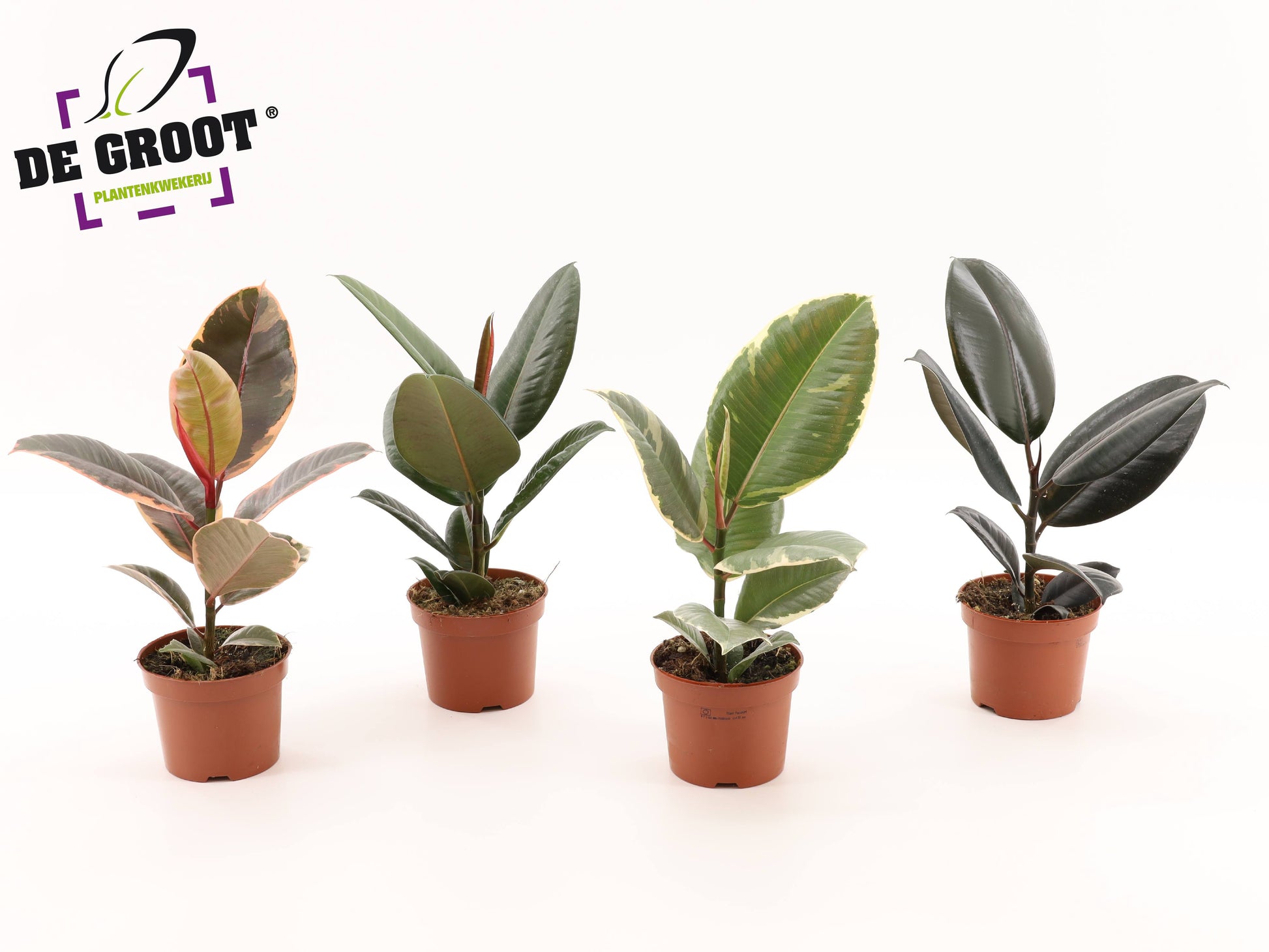 Ficus elastica mix 35cm 12cm Pot