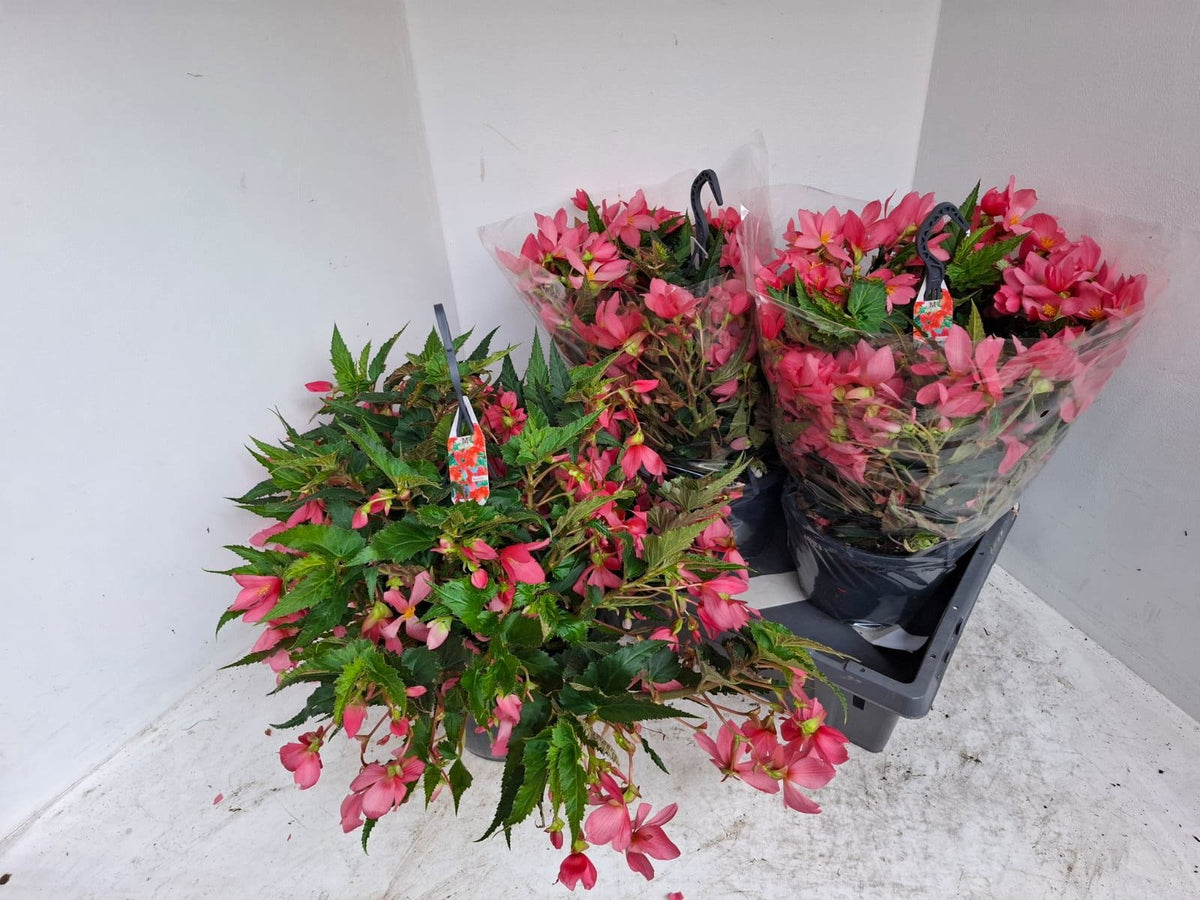 Begonia Waterfall Dreams Beauvilia Hot Pink 40cm 23cm Pot