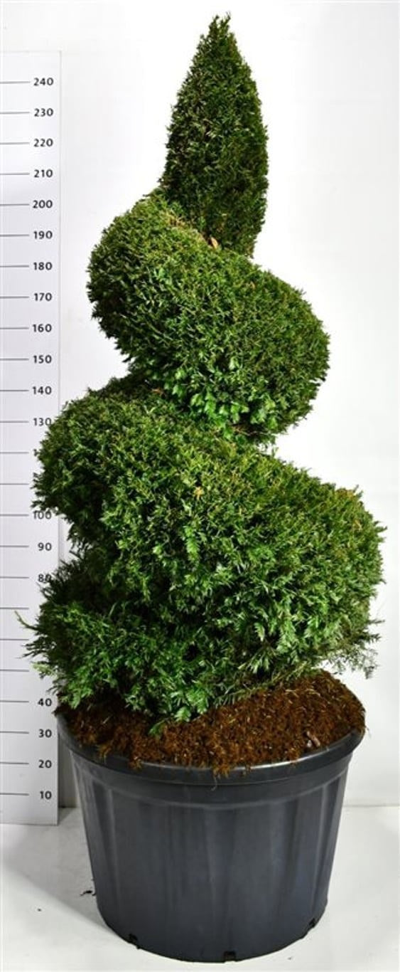 Taxus baccata 260cm 83cm Pot