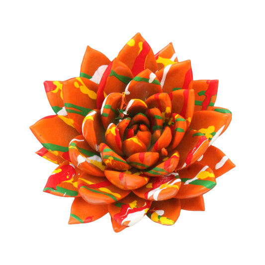 Echeveria colored Splash orange 15cm 12cm Pot