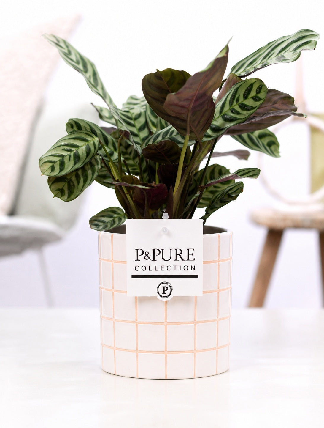 Ctenanthe burle-marxii 25cm 12cm Pot