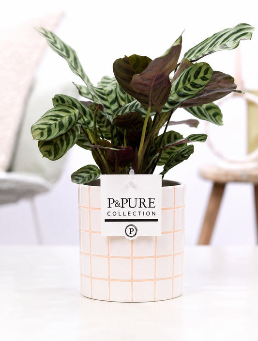 Ctenanthe burle-marxii 25cm 12cm Pot