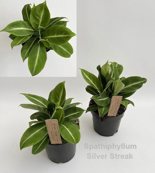 Spathiphyllum hybrid 28cm 14cm Pot
