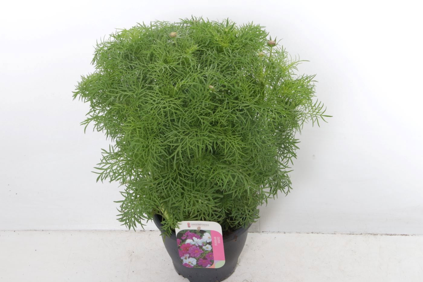 Cosmos bip. Casanova Pink 65cm 23cm Pot