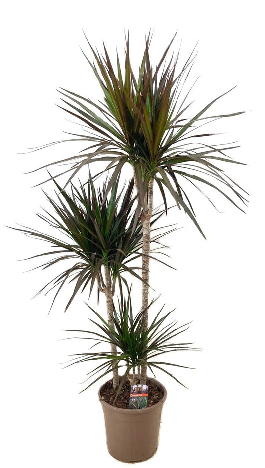 Dracaena Magenta 75-45-15 130cm 24cm Pot