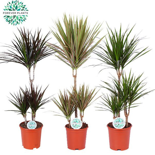 Dracaena marginata mix 95cm 21cm Pot