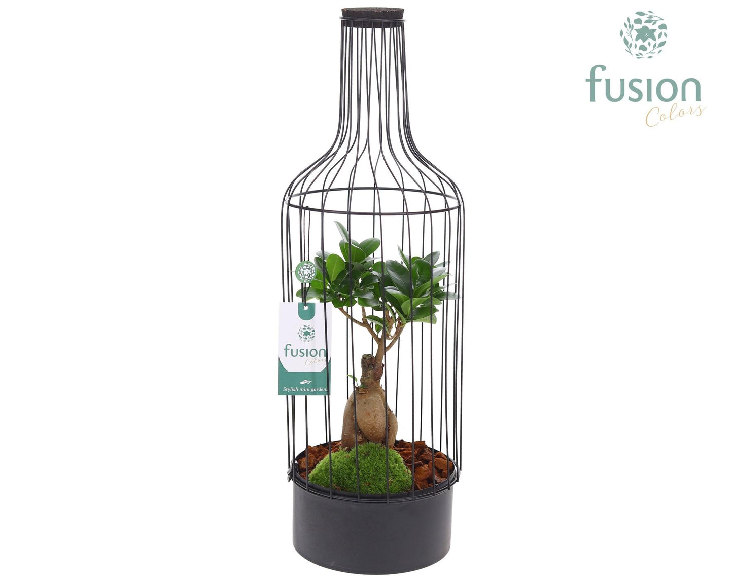 Ficus Ginseng in glass 55cm 17cm Pot