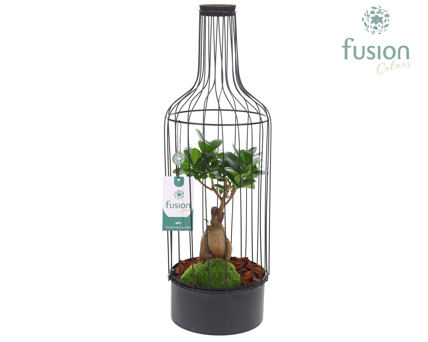 Ficus Ginseng in glass 55cm 17cm Pot