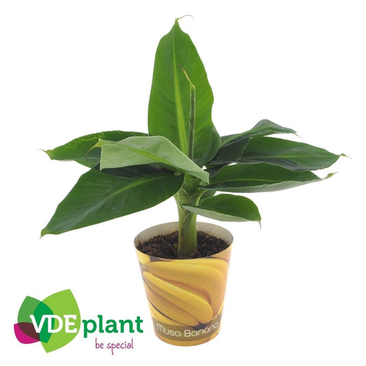 Musa Tropicana 35cm 12cm Pot