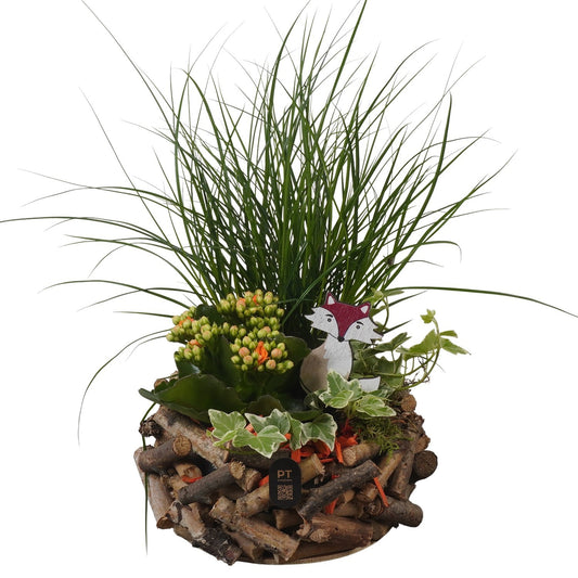 Indoor arrangement 34cm 20cm Pot