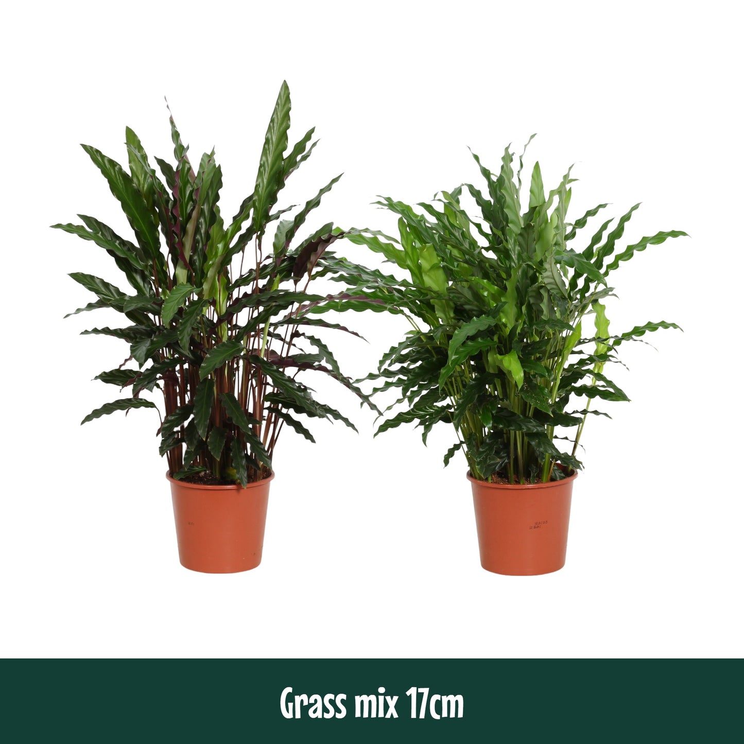 Calathea mix 60cm 17cm Pot