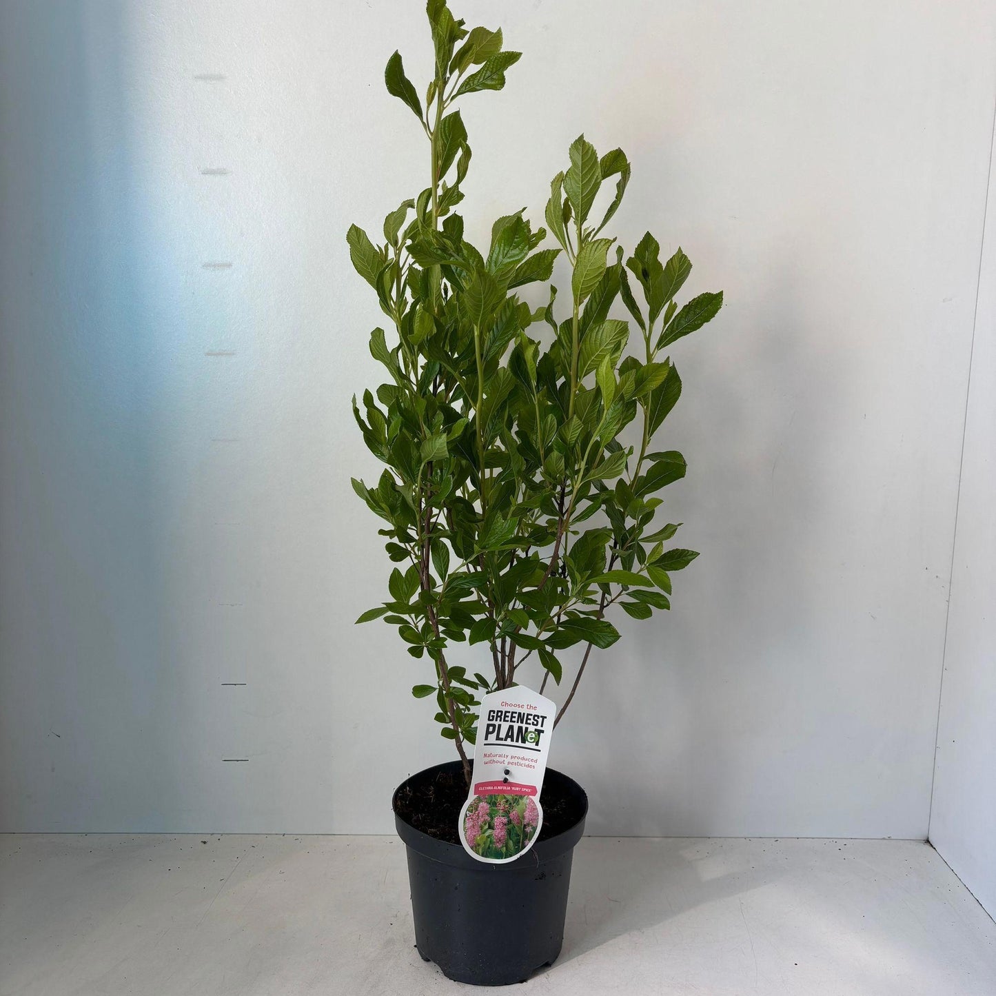 Clethra alnifolia 60cm 19cm Pot