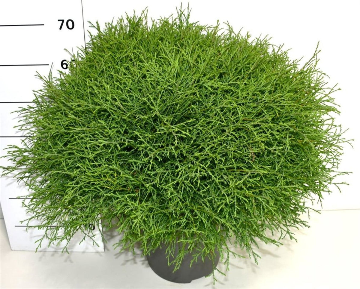 Thuja occidentalis Mr. Bowling Ball 70cm 32cm Pot