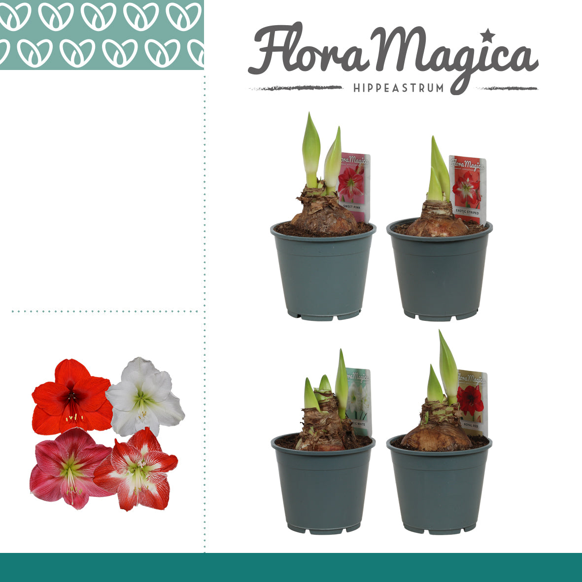 Hippeastrum 25cm 14cm Pot