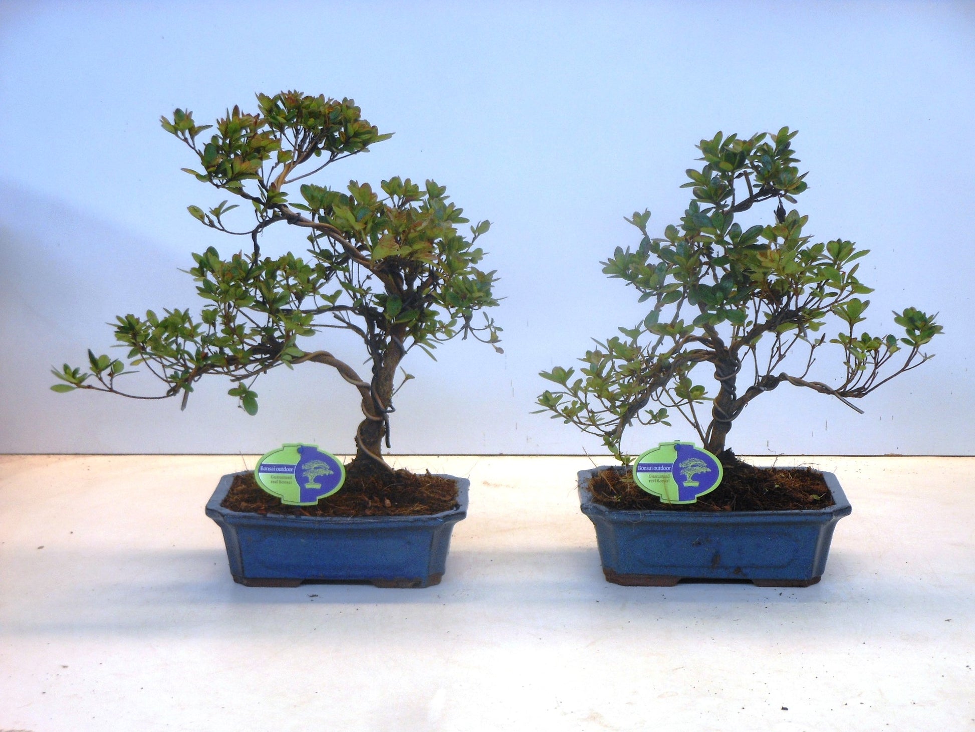 Rhododendron hippophaeoides 40cm 24cm Pot