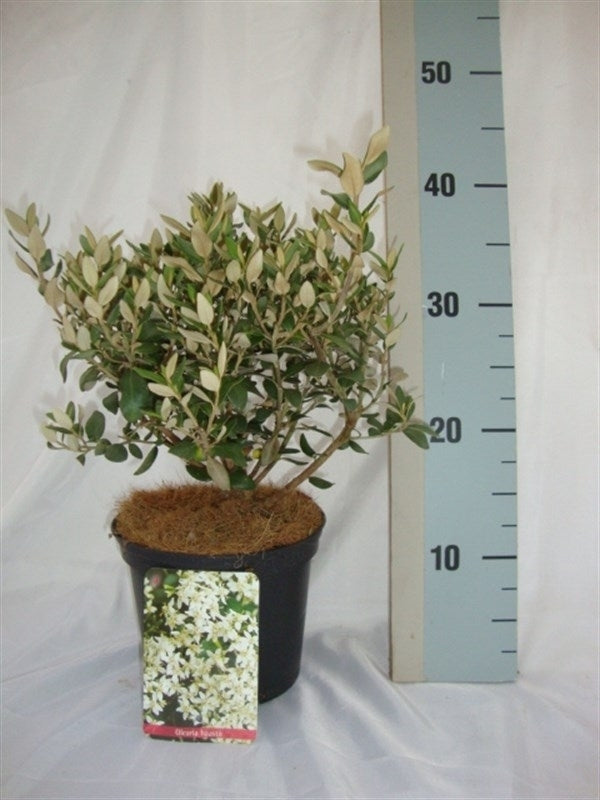 Roessel Tuinpl. VOF, B. v. Olearia haastii Pack of 1
