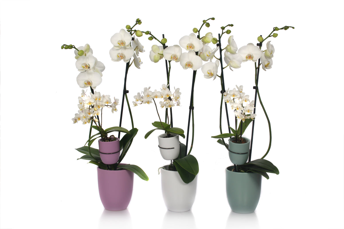 Phalaenopsis white 60cm 12cm Pot