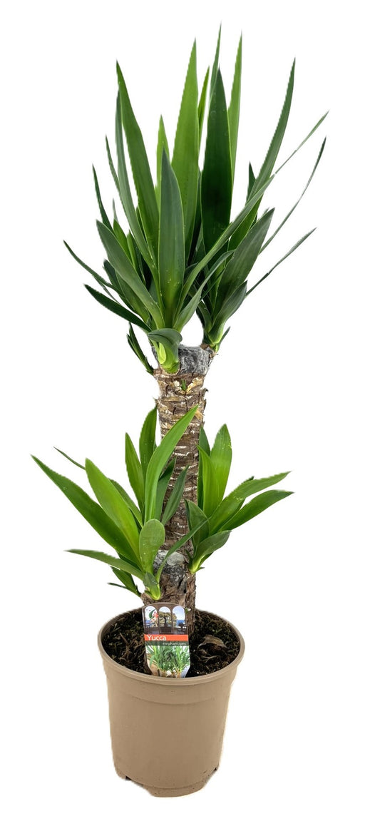 Yucca elephantipes 75cm 17cm Pot