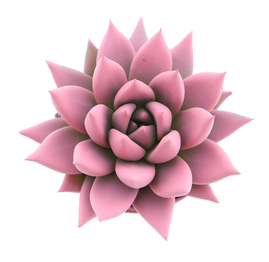 Rainbow rose 8cm 5.5cm Pot