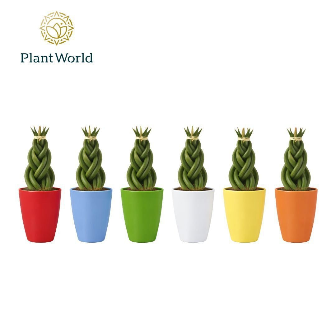 Sansevieria cylindrica 15cm 6cm Pot