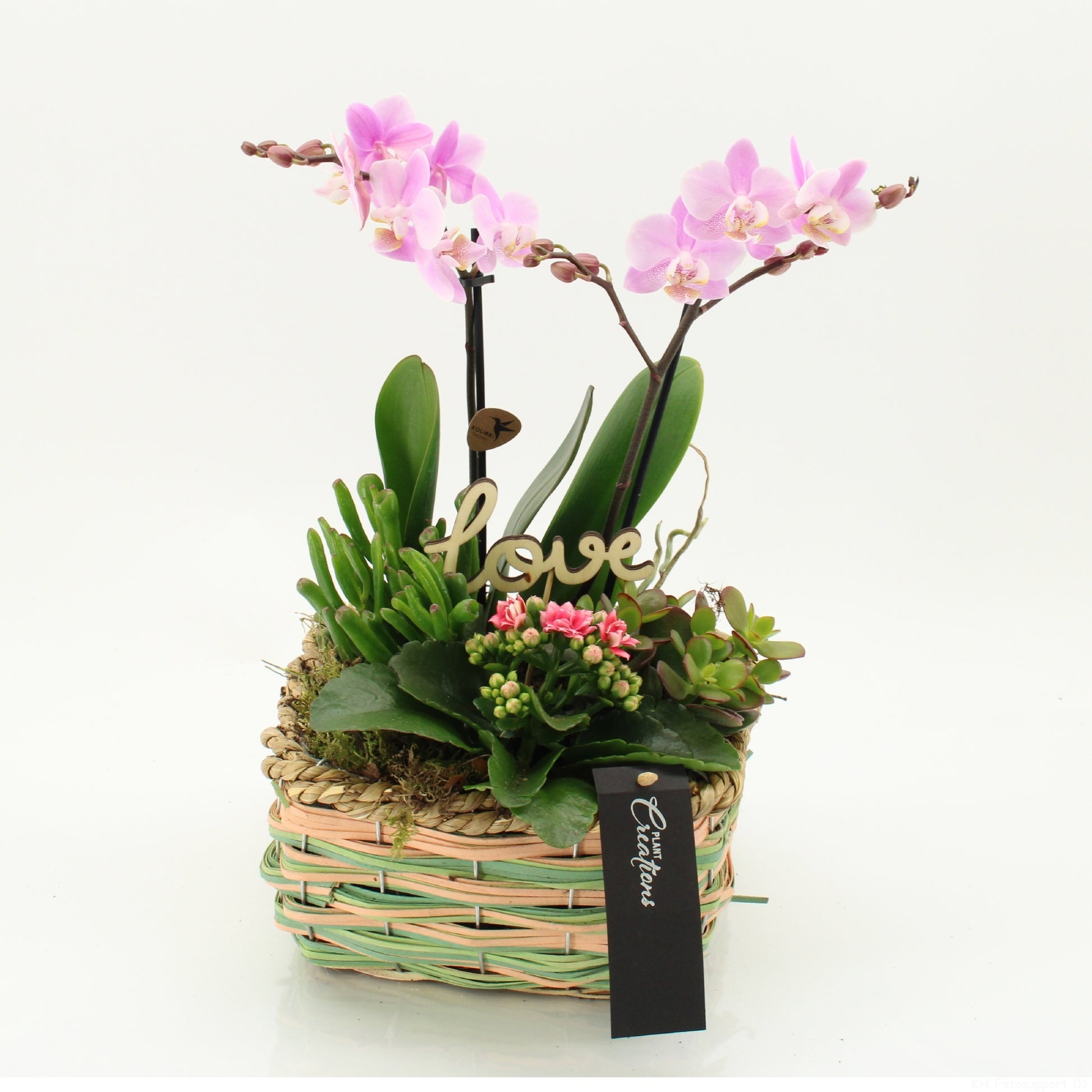 Phalaenopsis arrangement 45cm 21cm Pot