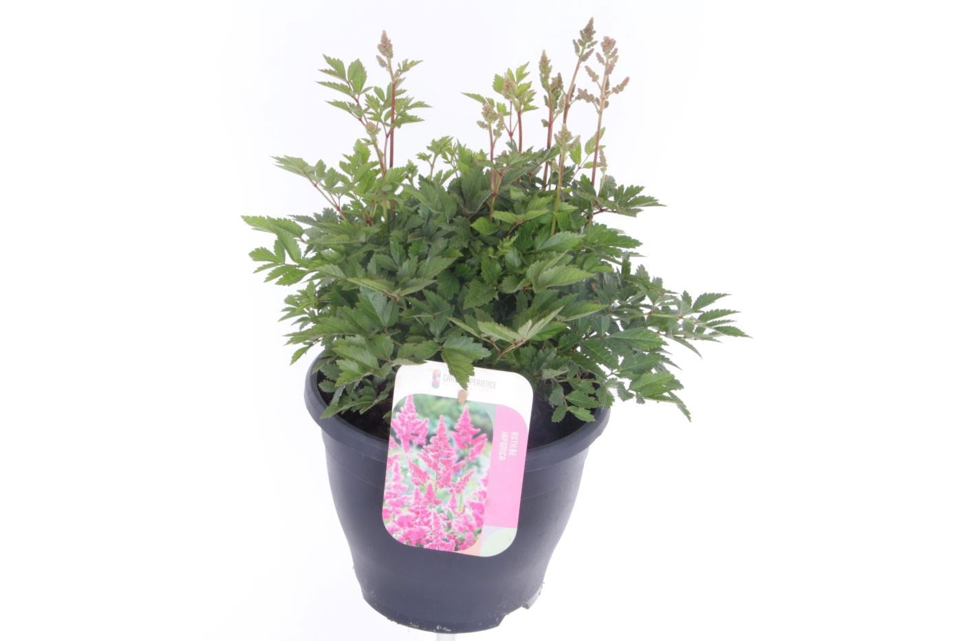 Astilbe Hybrid 45cm 23cm Pot