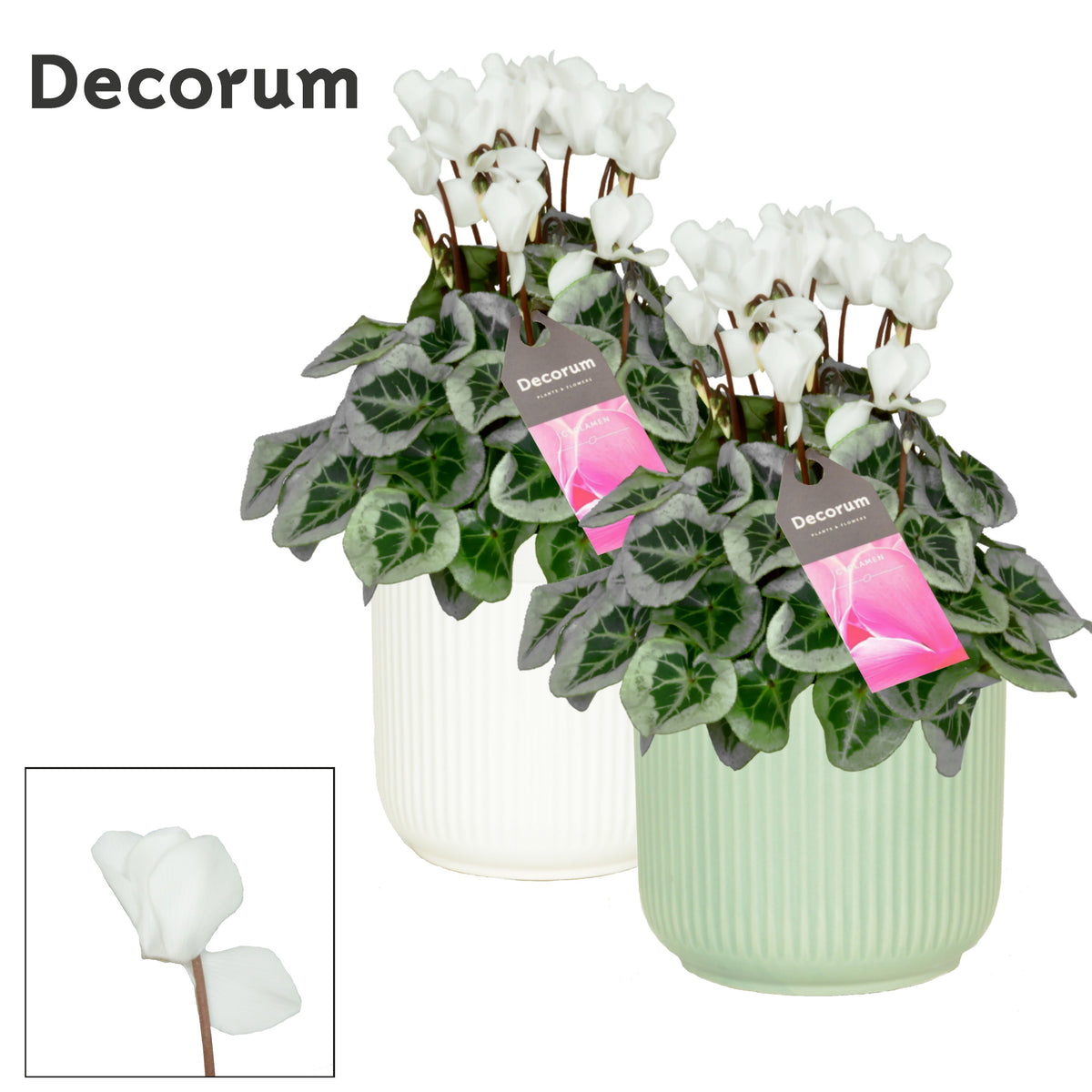 Cyclamen Picasso white (+ drp.Sophie) 25cm 15cm Pot