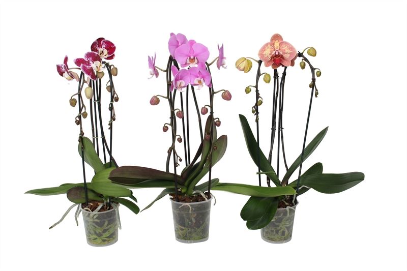 Phalaenopsis mix 55cm 12cm Pot