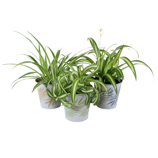 Chlorophytum mix 27cm 12cm Pot
