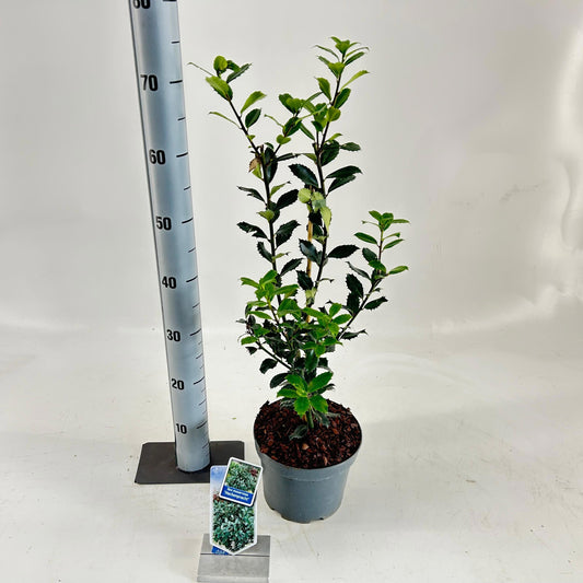 Ilex mes. Heckenpracht 60cm 19cm Pot