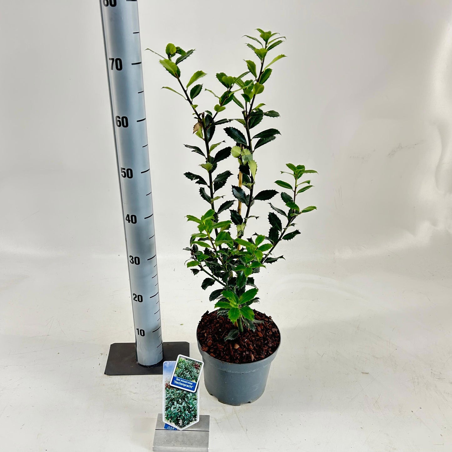 Ilex mes. Heckenpracht 60cm 19cm Pot