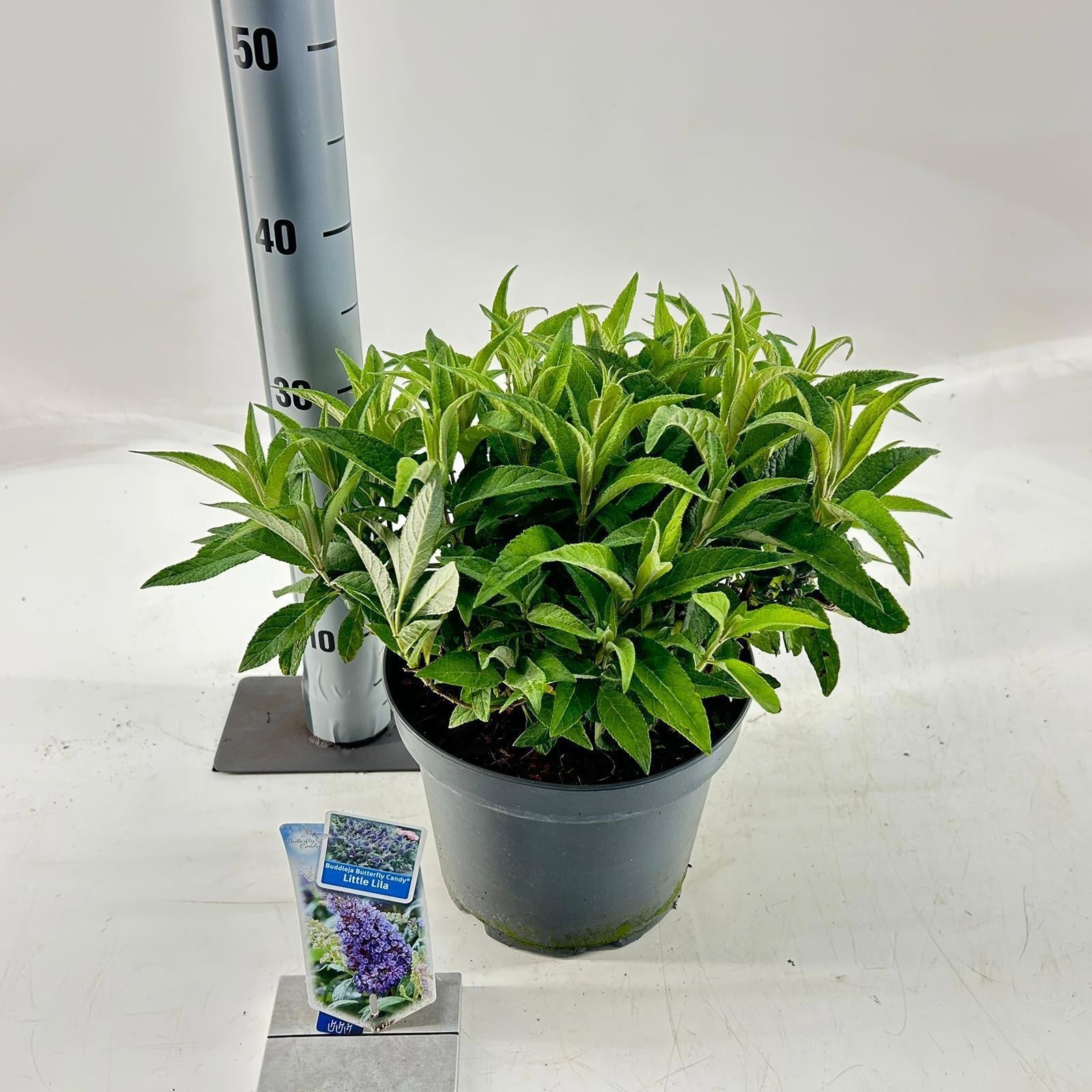 Buddleja Butterfly Candy Little Lila 40cm 23cm Pot