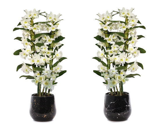 Dendrobium Apollon 50cm 12cm Pot
