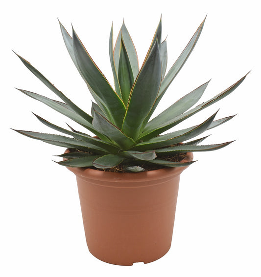 Agave Shaka Zulu 40cm 22cm Pot