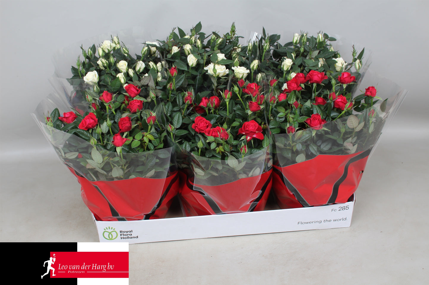 Rosa Kordana mix 26cm 21cm Pot
