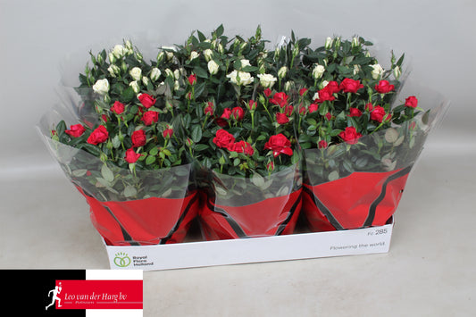 Rosa Kordana mix 26cm 21cm Pot