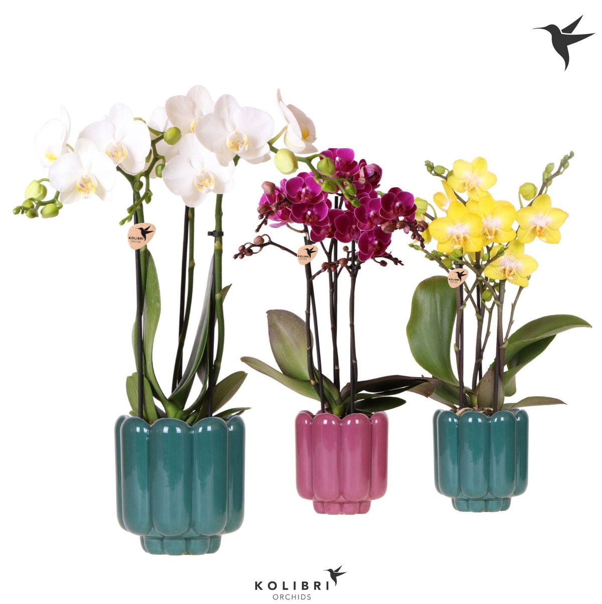Phalaenopsis mix 40cm 9cm Pot