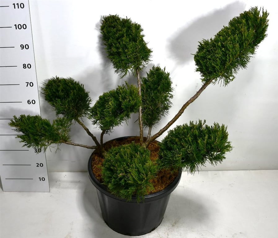 Juniperus Mint Julep 100cm 48cm Pot