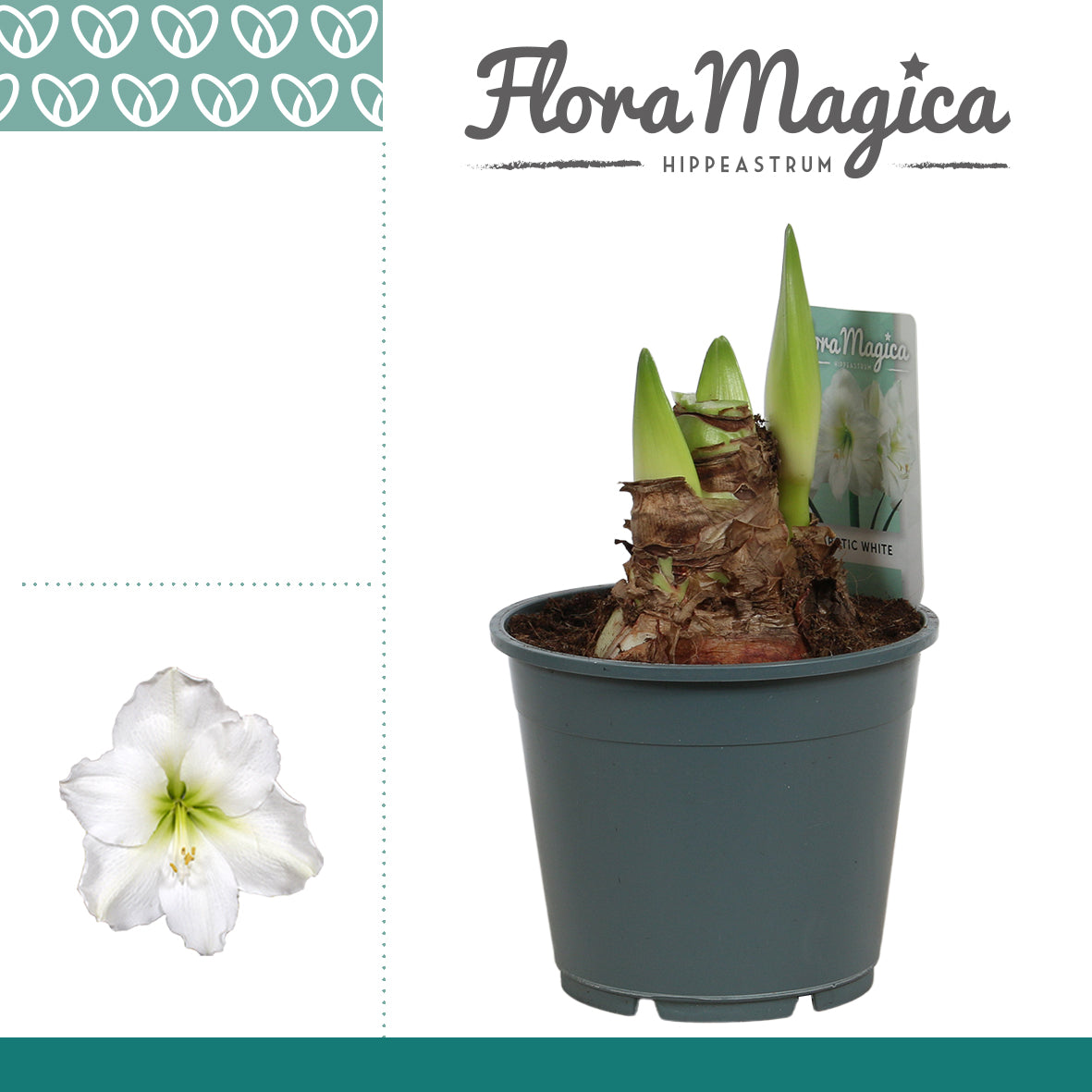 Hippeastrum white 25cm 14cm Pot