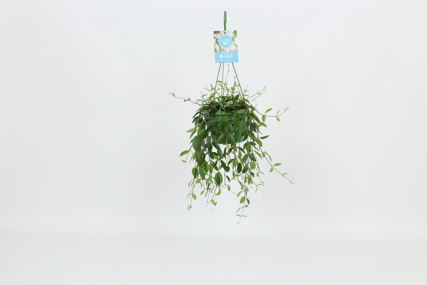 Codonanthe crassifolia 30cm 14cm Pot