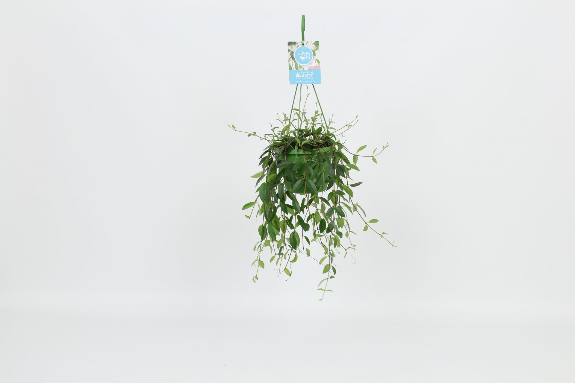 Codonanthe crassifolia 30cm 14cm Pot
