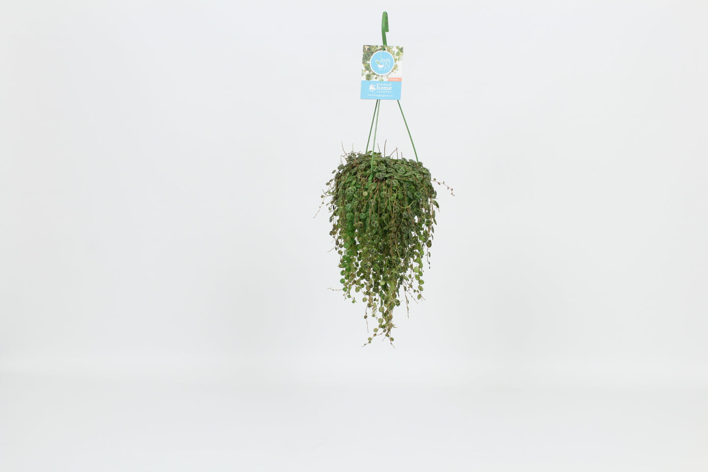 Elstgeest Potplanten Peperomia prostrata Pack of 8