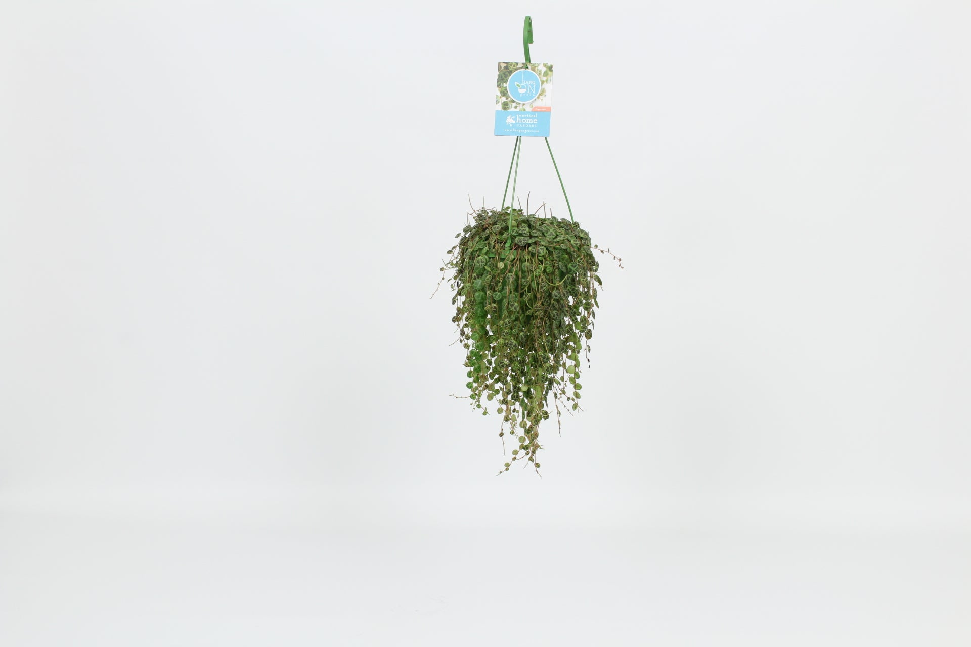 Elstgeest Potplanten Peperomia prostrata Pack of 8