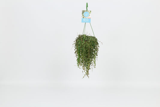 Peperomia prostrata 30cm 14cm Pot