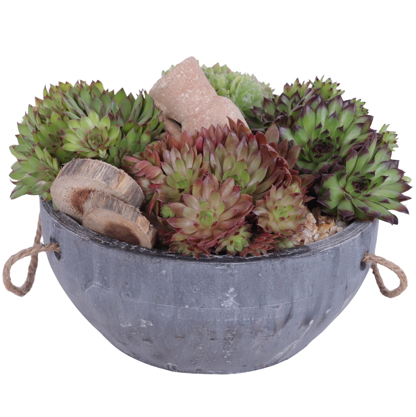 arr. Sempervivum 20cm 24cm Pot