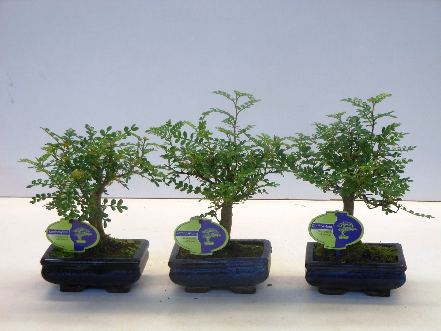 Zanthoxylum piperitum 25cm 15cm Pot