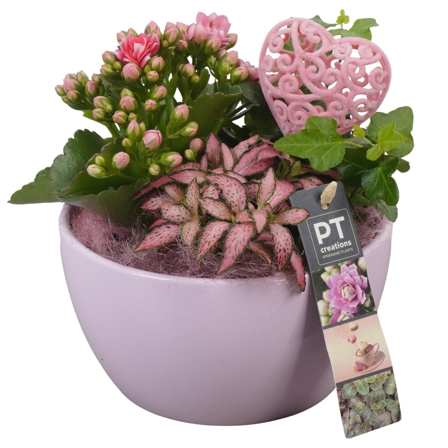 Indoor arrangement 21cm 16cm Pot