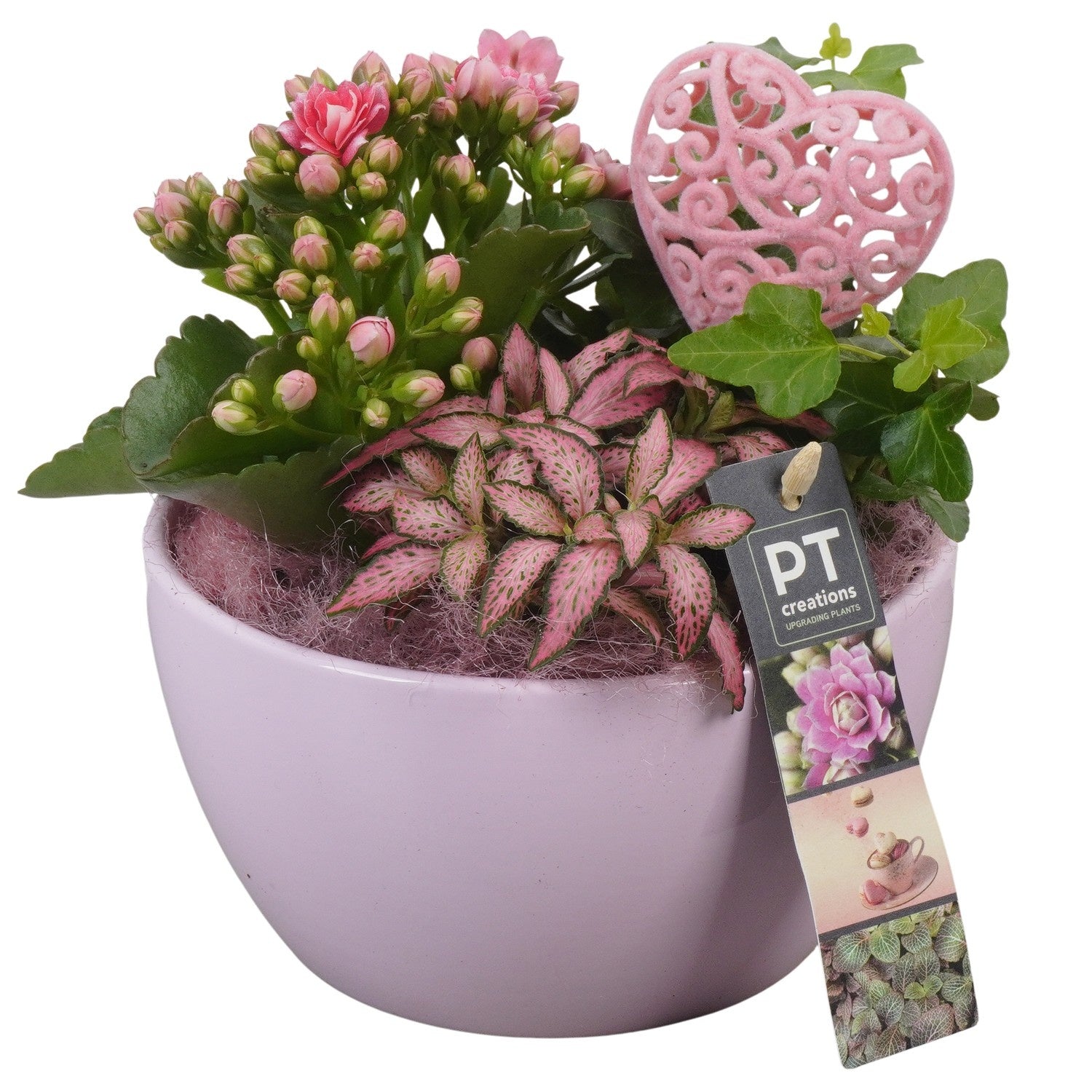 Indoor arrangement 21cm 16cm Pot